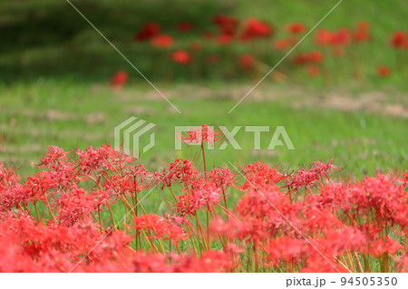 彼岸花 94505350