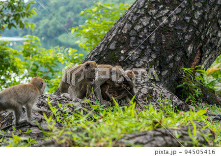カニクイザルの家族 94505416