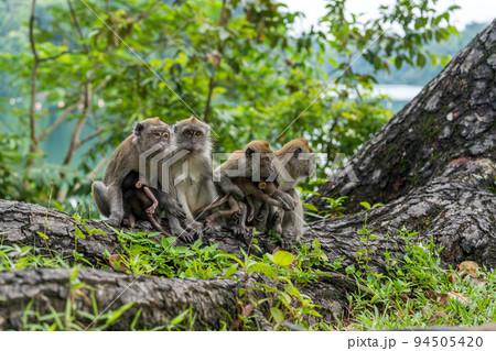 カニクイザルの家族 カニクイザルの家族 94505420