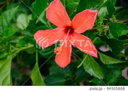 鶴見緑地咲くやこの花館ハイビスカス 94505606