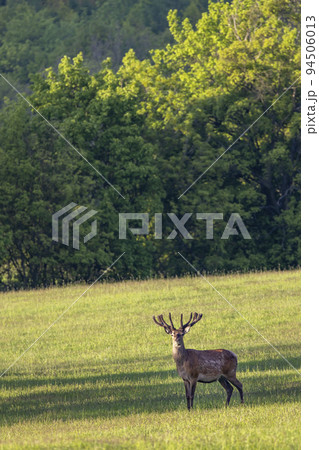 Deer grazing early in morning, Ceske Stredohori, Northern Bohemia, Czech Republic Deer grazing early in morning, Ceske Stredohori, Northern Bohemia, Czech Republic 94506013