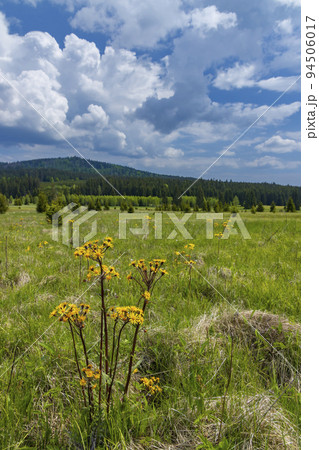 Typical spring landscape near Stozec, Nation park Sumava, Czech Republic Typical spring landscape near Stozec, Nation park Sumava, Czech Republic 94506017