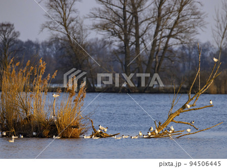Black-headed Gull, Jaroslavice pond, Znojmo region, Southern Moravia, Czech Republic 94506445