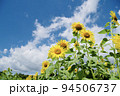 ひまわり畑 94506737