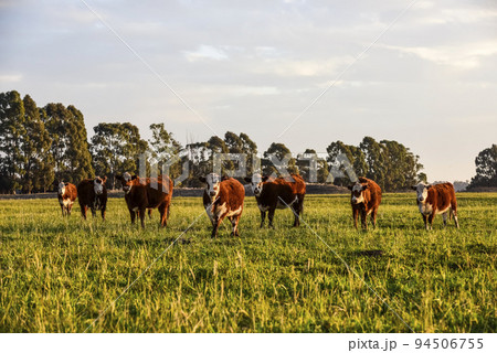 Steers fed on natural grass, Buenos Aires Province, Argentina 94506755