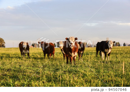 Steers fed on natural grass, in Pampas region , Argentina Steers fed on natural grass, in Pampas region , Argentina 94507046