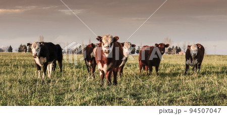 Steers fed on natural grass, in Pampas region , Argentina Steers fed on natural grass, in Pampas region , Argentina 94507047