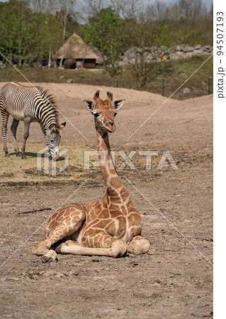 An baby giraffe in the park 94507193