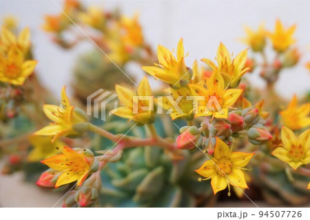 グラプトベリア　白牡丹　多肉植物　花　つぼみ 94507726