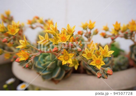 グラプトベリア　白牡丹　多肉植物　花　つぼみ 94507728