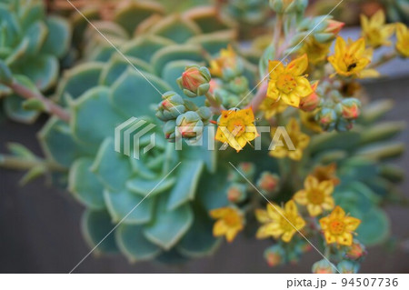 グラプトベリア 白牡丹 多肉植物 花 つぼみ グラプトベリア 白牡丹 多肉植物 花 つぼみ 94507736