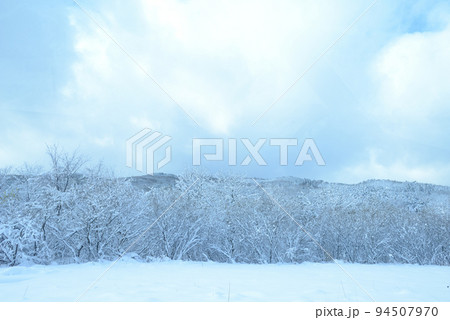 雪に覆われた木々 94507970