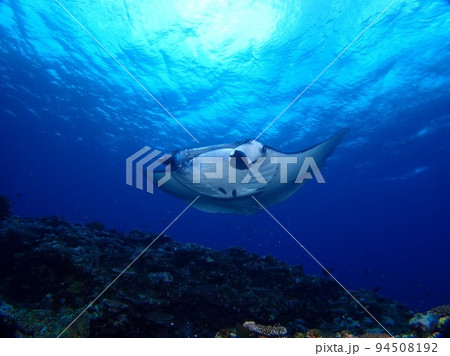 マンタさんこんにちは♡ 94508192