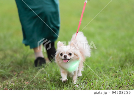 芝生の上を光首輪をつけて散歩するロングコートチワワ  芝生の上を光首輪をつけて散歩するロングコートチワワ  94508259