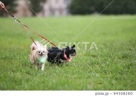 芝生の上を光首輪をつけて散歩する2頭のロングコートチワワ 芝生の上を光首輪をつけて散歩する2頭のロングコートチワワ 94508260