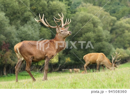Majestic red deer stag during rut 94508360
