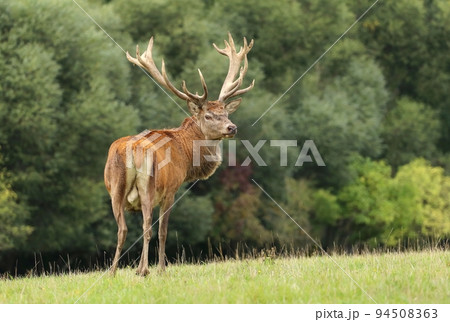 Majestic red deer stag during rut Majestic red deer stag during rut 94508363