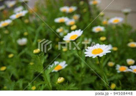 カンシロギク　寒白菊　ノースポールギク 94508448