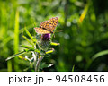 さわやかな高原の野草園で、アザミの花に止まるツマグロヒョウモン蝶 94508456