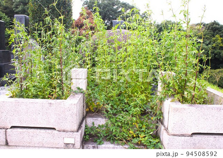 荒れた墓 荒れた墓 94508592