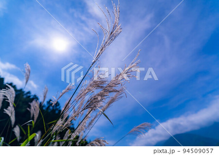 【秋素材】ススキの穂と青空【長野県】 94509057