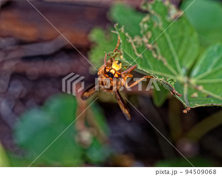 狩り蜂　スズメバチ科ヤマトアシナガバチ 94509068