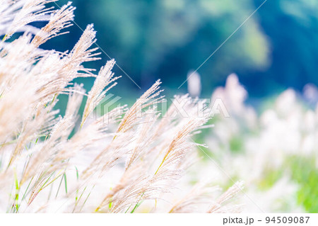 【秋素材】ススキの穂と青空【長野県】 94509087