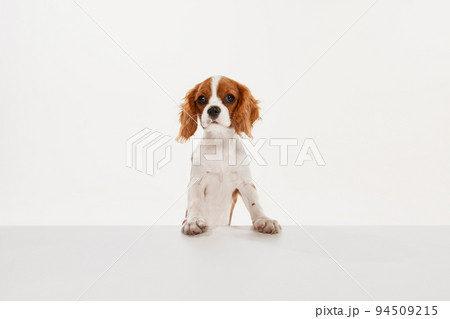 Portrait of cute dog of Cavalier King Charles Spaniel isolated over white studio background 94509215
