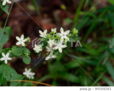 秋の山野草アケボノソウ開花 94509263