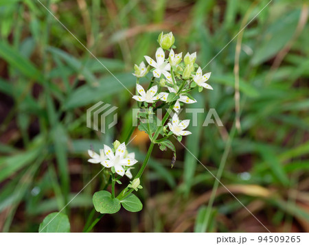 秋の山野草アケボノソウ開花 秋の山野草アケボノソウ開花 94509265