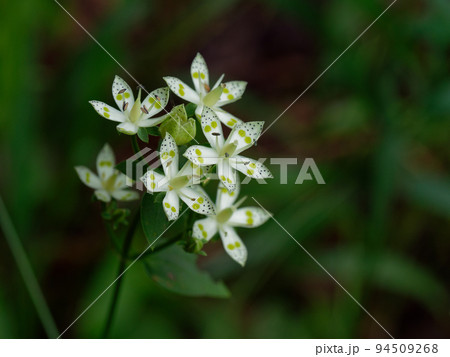 秋の山野草アケボノソウ開花 秋の山野草アケボノソウ開花 94509268