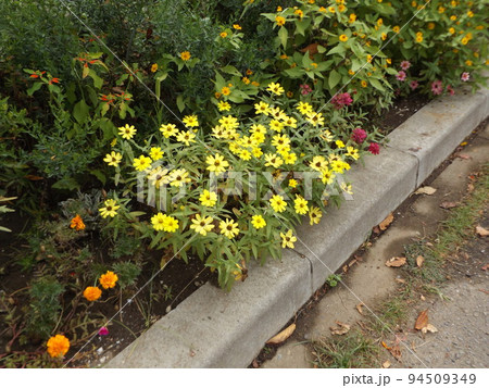 こじま花の会花畑の百日草の矮性花ジニアの黄色の花 94509349