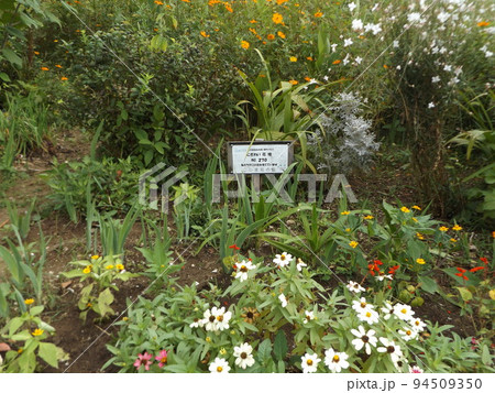 こじま花の会花畑の百日草の矮性花ジニアの白い花 94509350