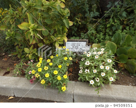 こじま花の会花畑の百日草の矮性花ジニアの黄色と白い花 94509351