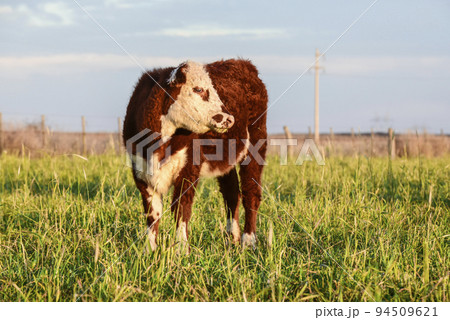 Livestock, Argentine meat production , in Buenos Aires countryside, Argentina Livestock, Argentine meat production , in Buenos Aires countryside, Argentina 94509621