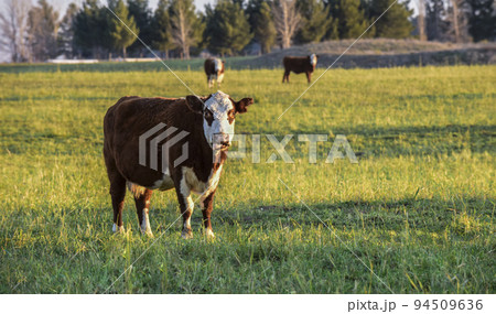Livestock, Argentine meat production , in Buenos Aires countryside, Argentina 94509636