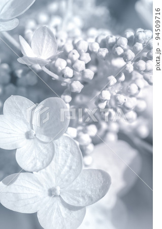 Light blue hydrangea flowers background tender concept Light blue hydrangea flowers background tender concept 94509716