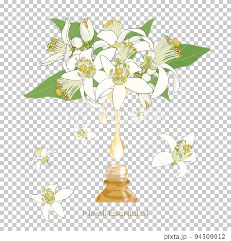 Neroli illustration, essential oil & aroma _02 94509912