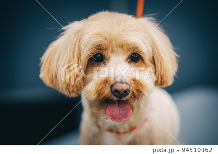 Grooming a dog in a grooming salon. Animal care. 94510362