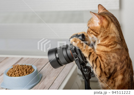 Domestic cat - food photographer takes pictures of food. Domestic cat - food photographer takes pictures of food. 94511222