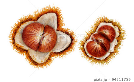 栗の手描き色鉛筆画のイラスト素材 [94511759] - PIXTA