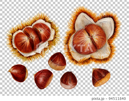 Hand drawn colored pencil drawing chestnut harvest 94511840