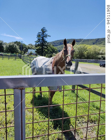 可愛いお馬さん 94511908