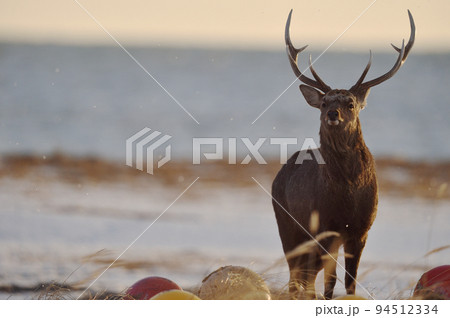 朝焼けに染まるオスのエゾシカ（北海道） 94512334
