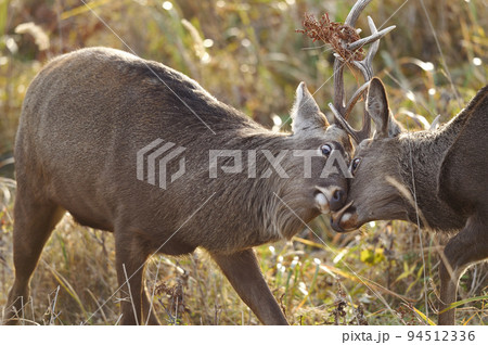 角を突きあわせて戦うエゾシカ(北海道) 角を突きあわせて戦うエゾシカ(北海道) 94512336