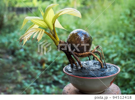 Coconut bonsai with yellow leaves hobbies interior home nature garden 94512418