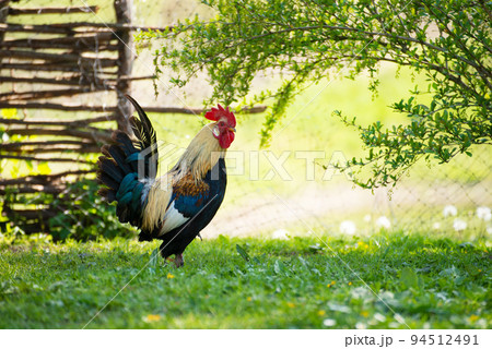 A cock grazing on green backyard grass 94512491