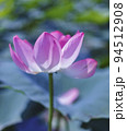 A beautiful pink waterlily or lotus flower in pond 94512908