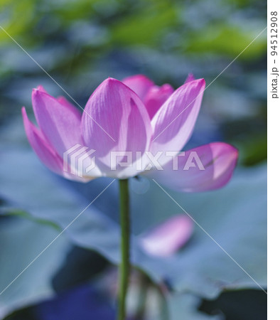 A beautiful pink waterlily or lotus flower in pond 94512908