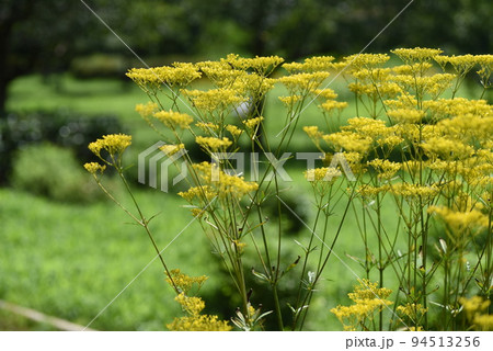 秋の七草・オミナエシの花 秋の七草・オミナエシの花 94513256